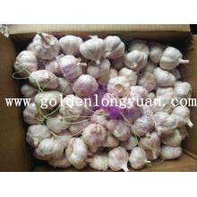 Fresh Normal White Garlic Packed with Carton